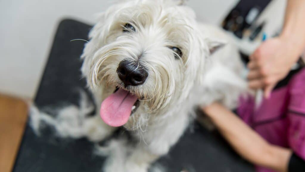 Benefits of Regular Dog Grooming