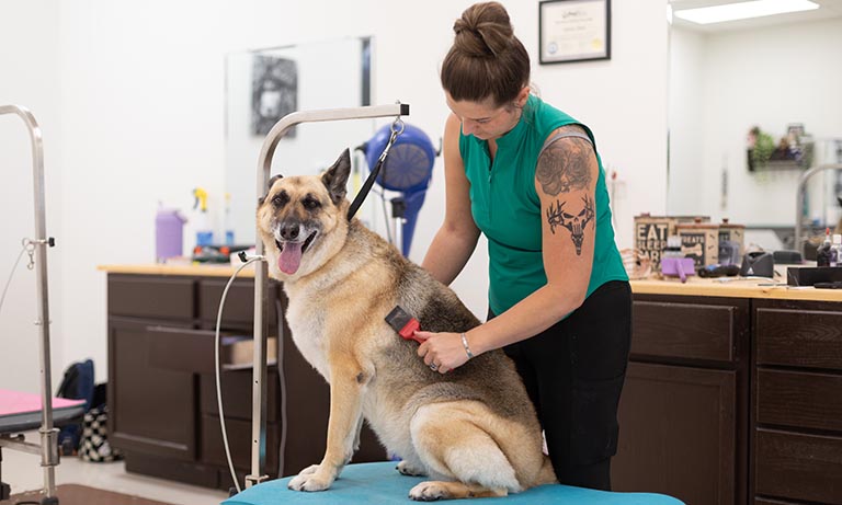 DIY Pet Grooming vs. Professional Grooming