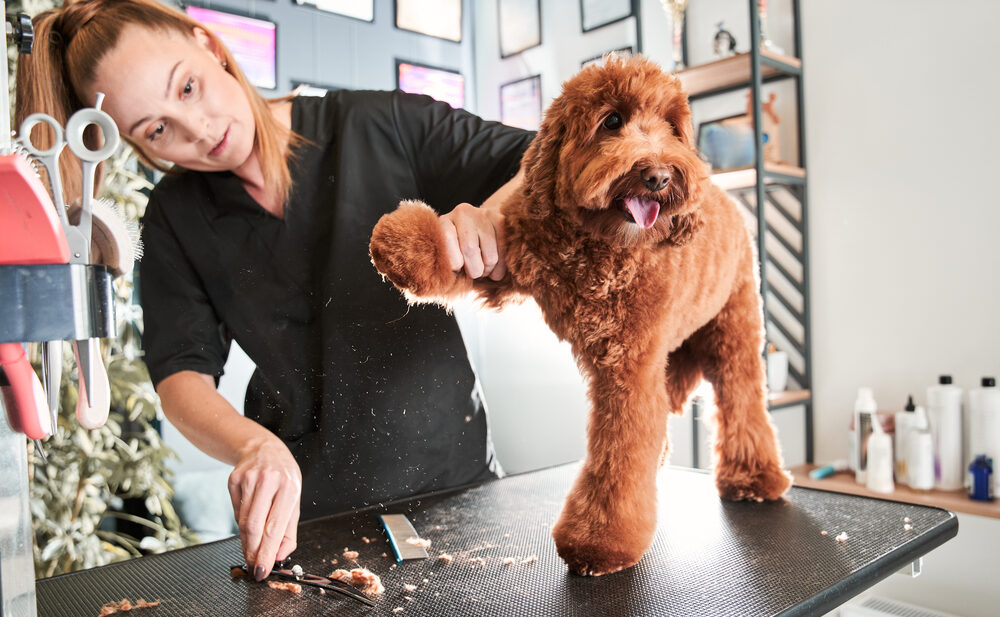 how to choose the right pet groomer
