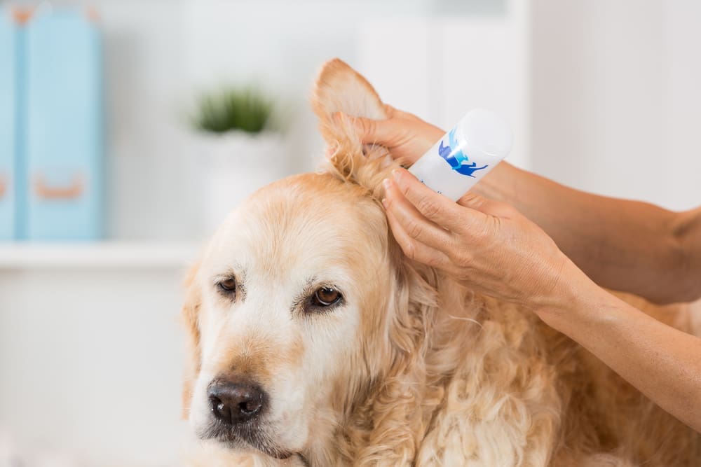 Benefits of Regular Ear Cleaning for Dogs