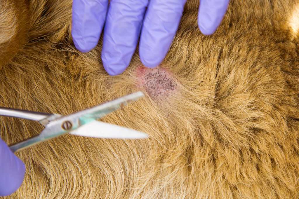 how to treat hot spots on dogs during grooming