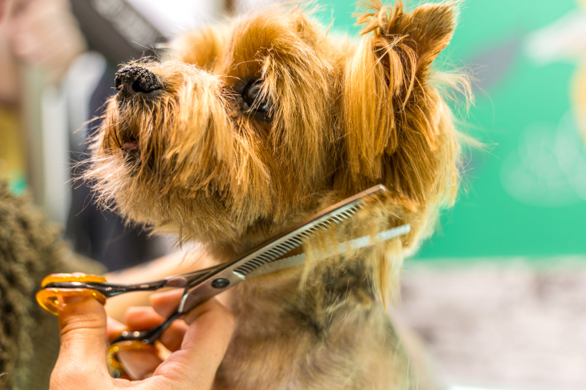Mobile vs In-Salon Pet Grooming