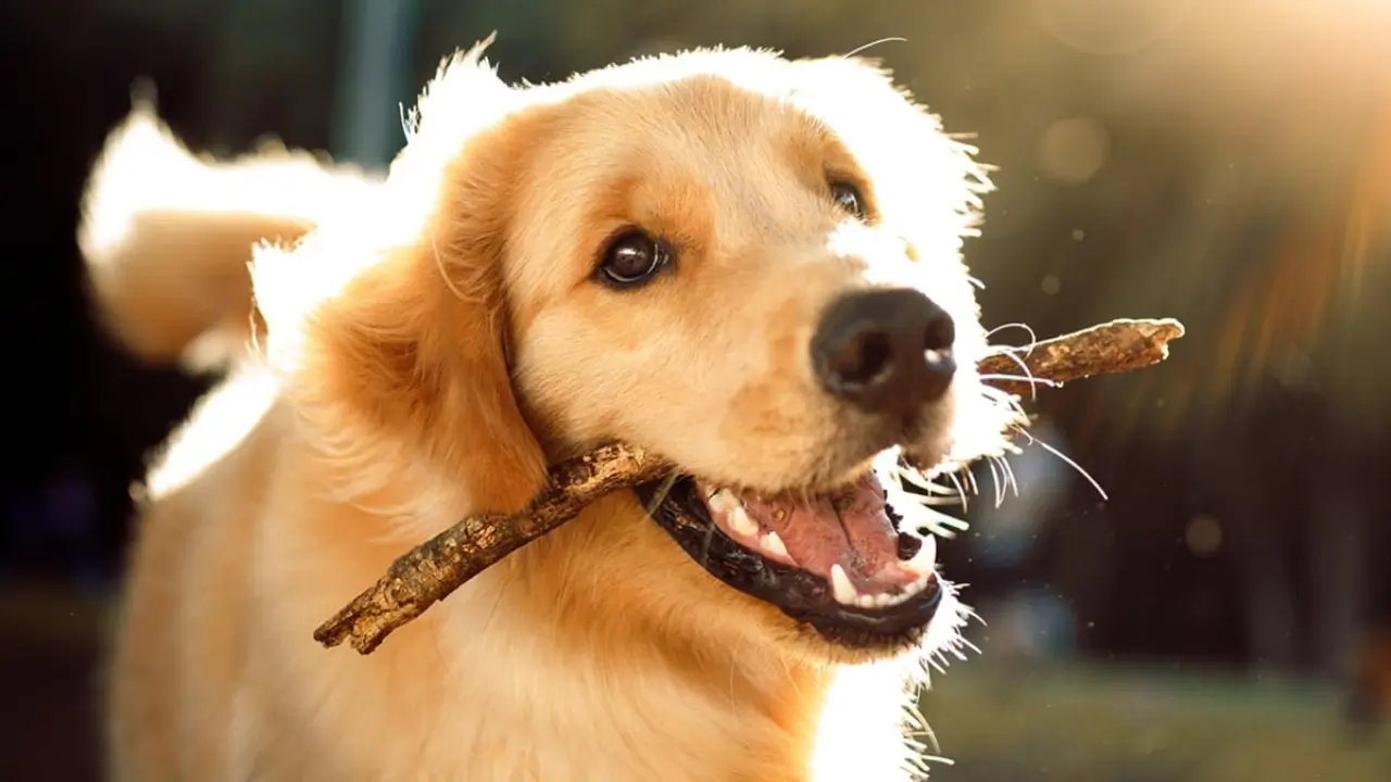 Dog Breeds with Minimal Grooming Needs