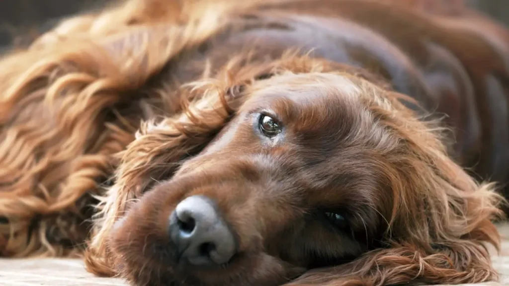 Why Does My Dog Smell Bad After Grooming