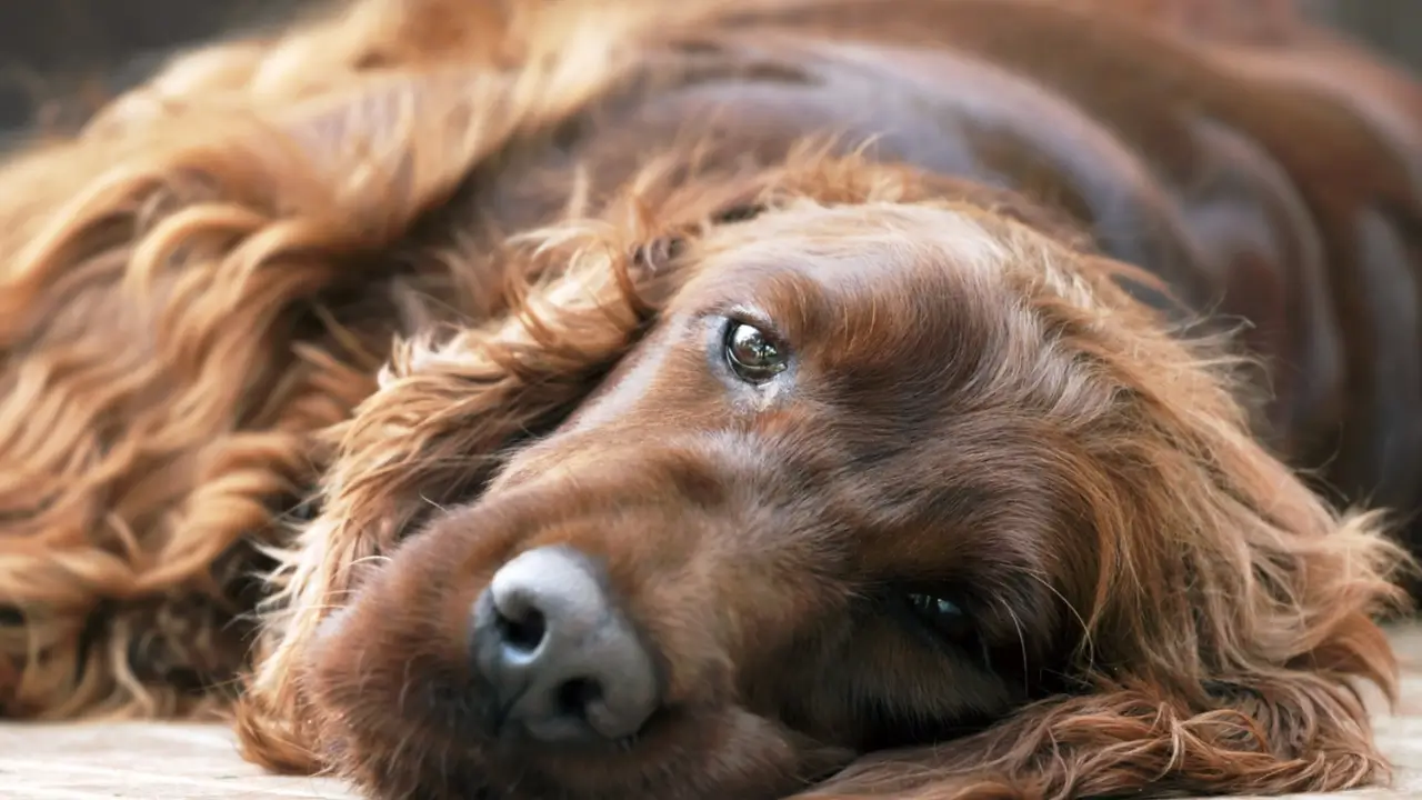 Why Does My Dog Smell Bad After Grooming