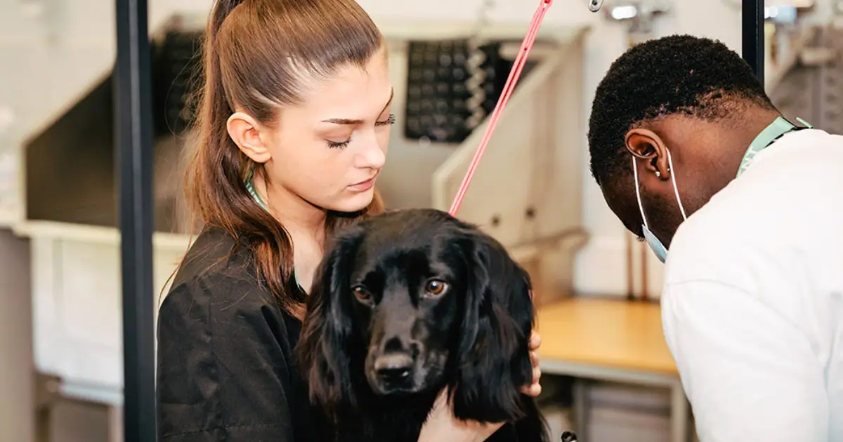 Grooming and Anxiety in Dogs