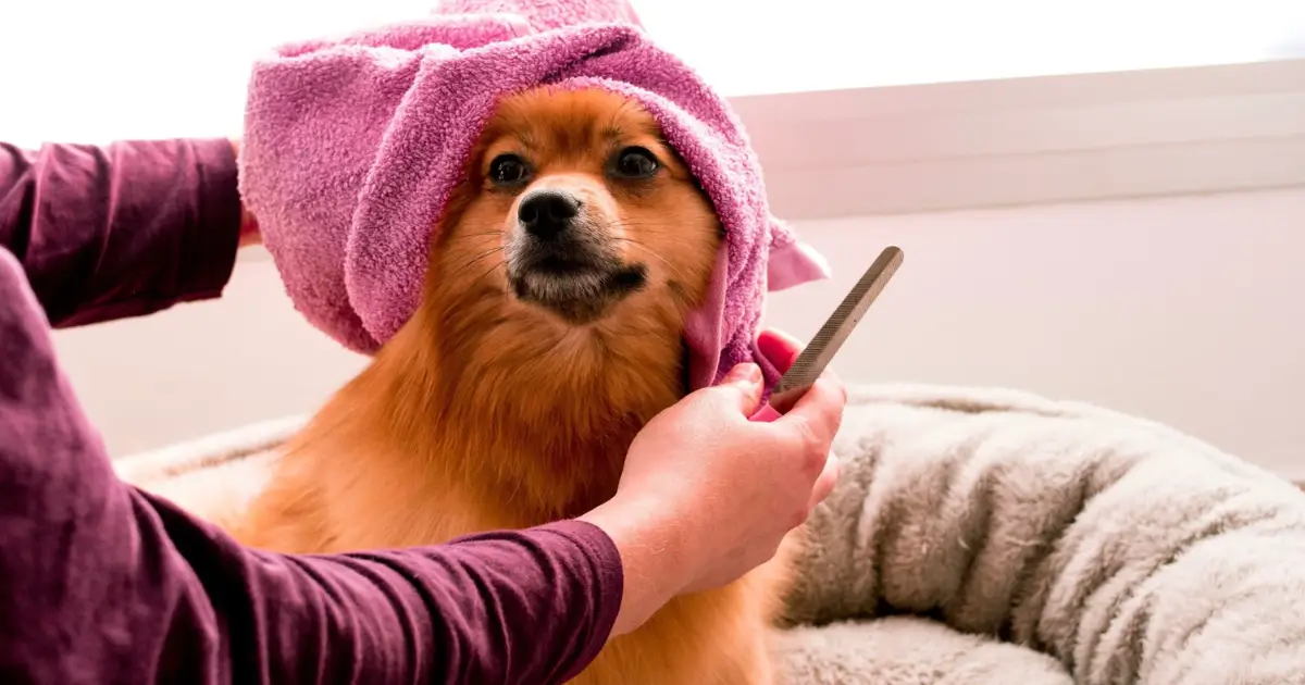 Seasonal Grooming Tips