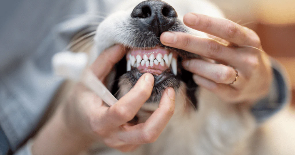 Do dental sprays for dogs really work