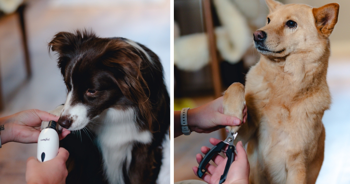 dog nail grinding vs trimming