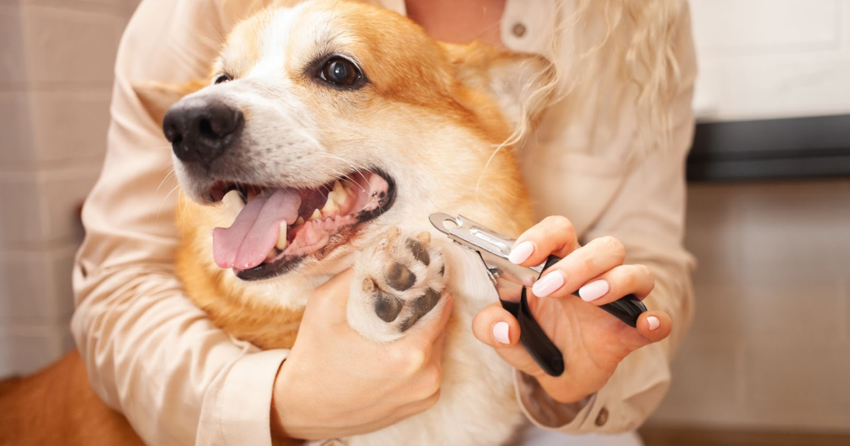 How to Calm a Dog for Nail Trimming