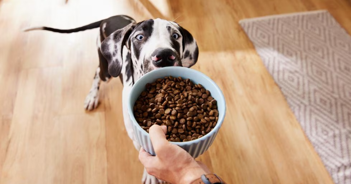 Is Fresh Pet Food Good for Dogs