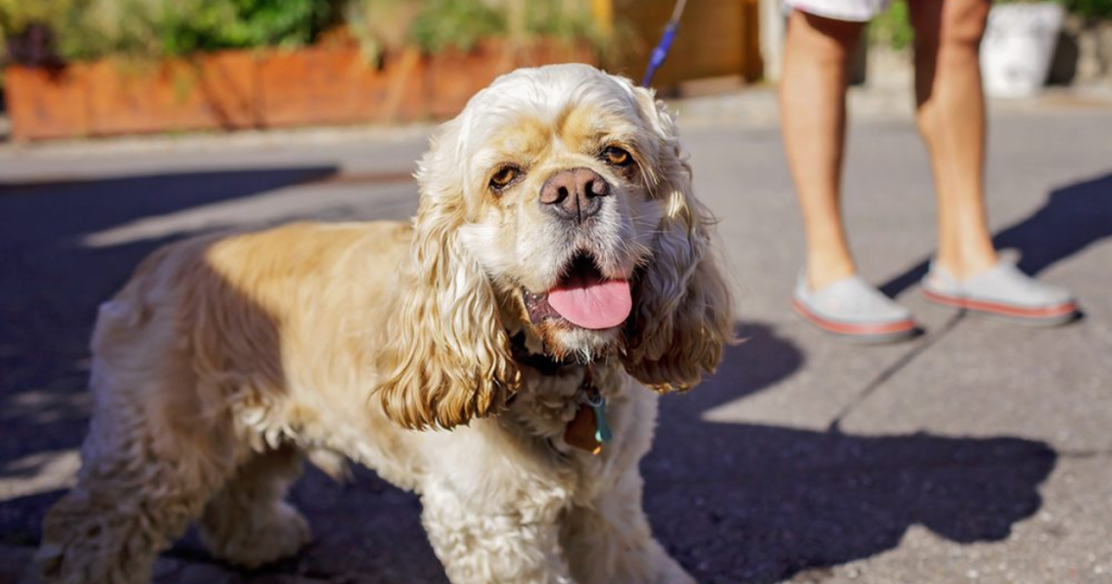 How Heat Affects Dogs in Florida