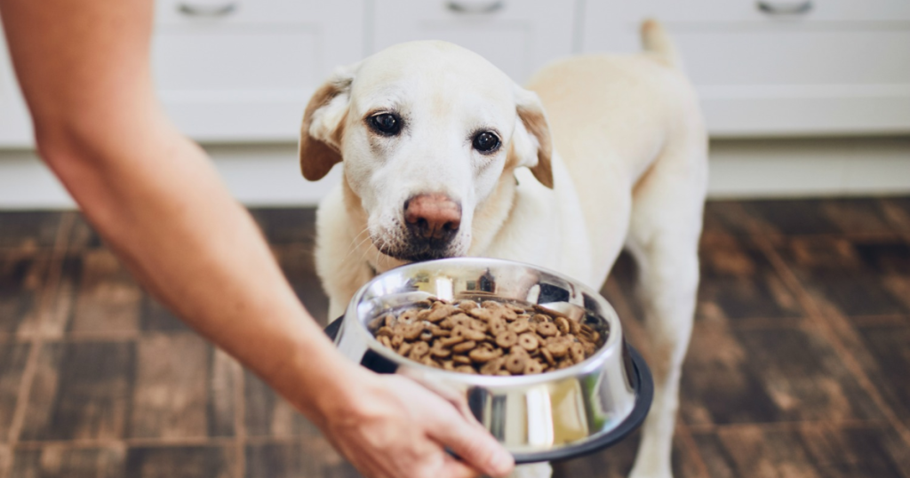 How to Switch Dog Food Safely