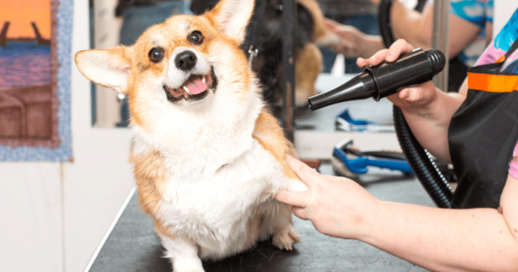 Is Mobile Grooming Good for Anxious Dogs