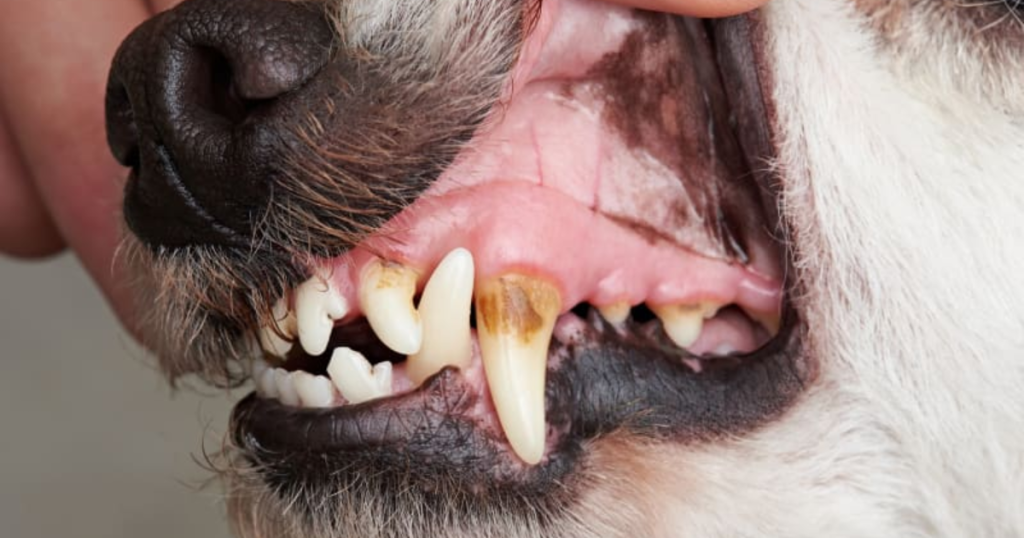 Signs of Dental Problems in Dogs
