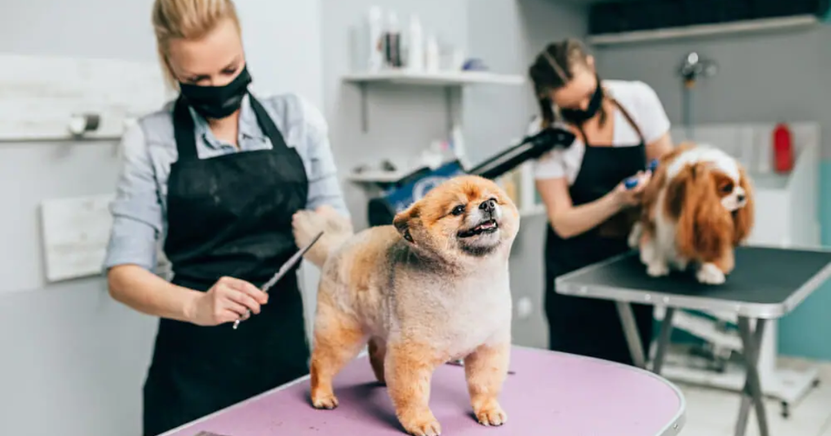 why dogs hate grooming and how to help