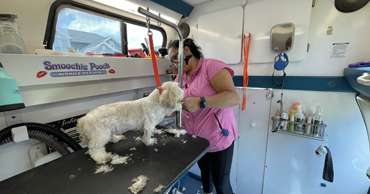 Are Mobile Grooming Services Safe for Dogs