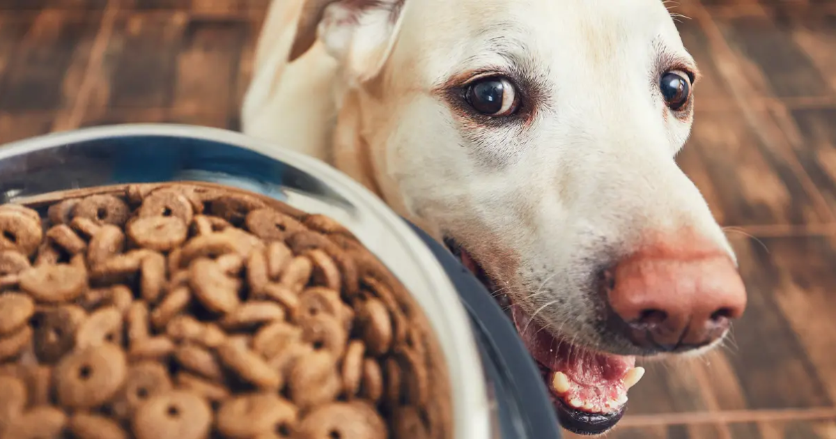 Best Food For Dogs With Sensitive Skin