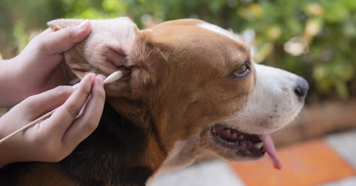 dog ear cleaning benefits