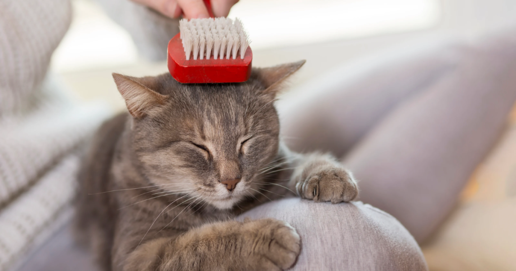 How Often Should Cats Be Groomed