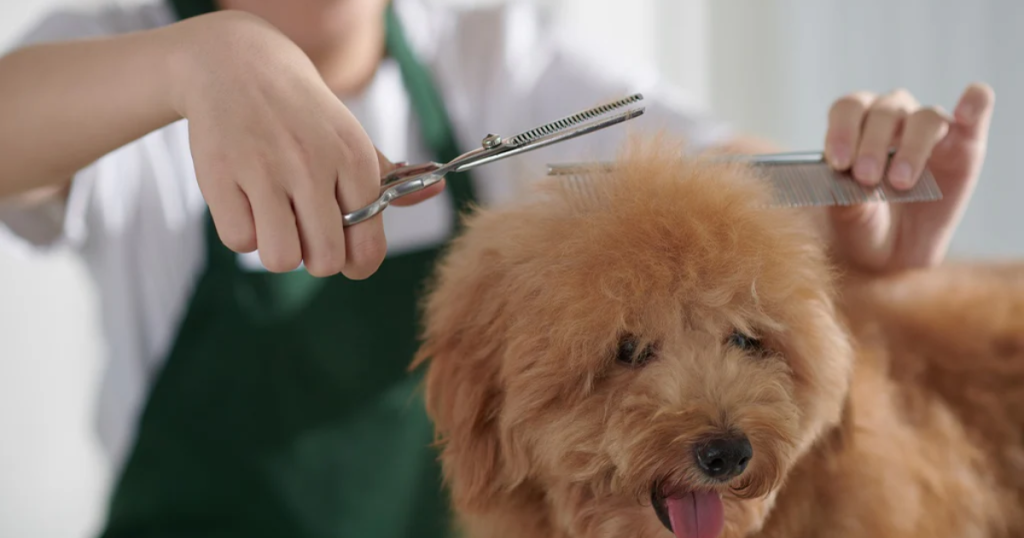Best Grooming Schedule For Older Dogs
