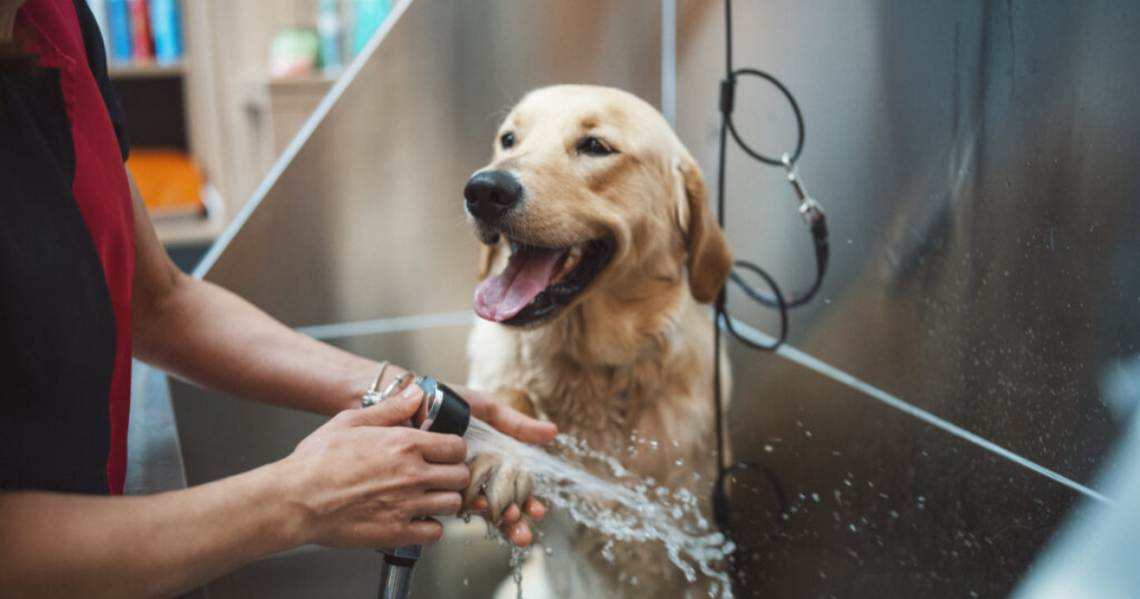 Difference Between Dog Grooming and Dog Bathing