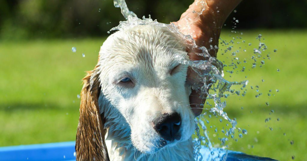 Dog Grooming In Hot Weather