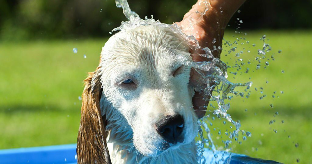 Dog Grooming In Hot Weather