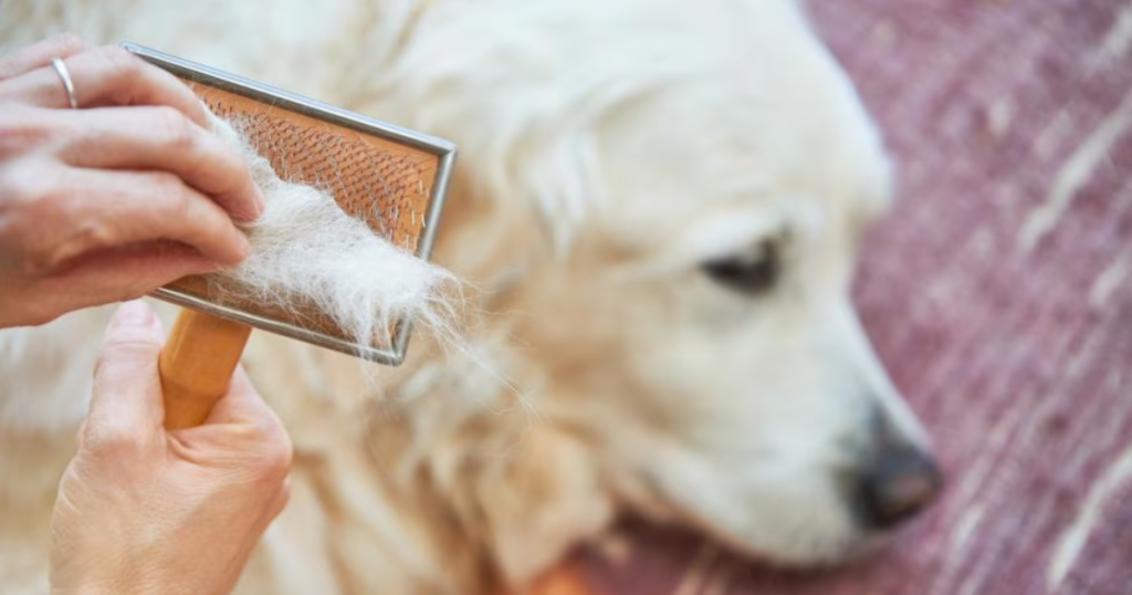 How To Prevent Matting In Long-Haired Dogs