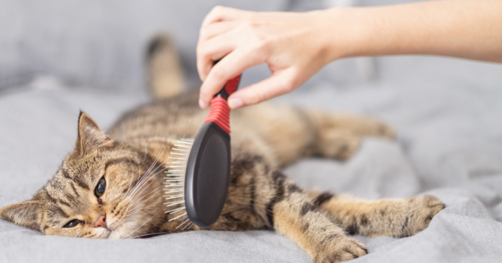 How to Reduce Cat Shedding Naturally