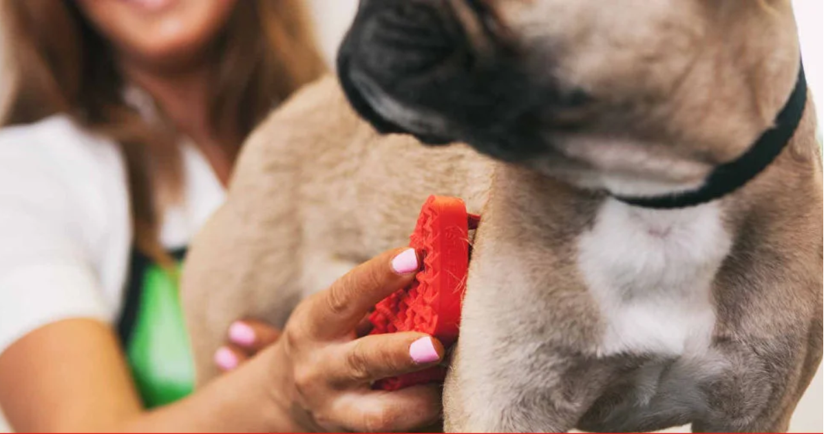 Benefits Of Mobile Pet Grooming Vs Traditional Grooming