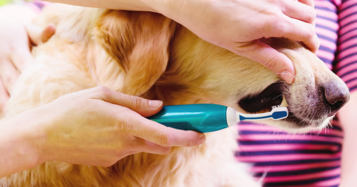 Benefits Of Teeth Brushing During Grooming