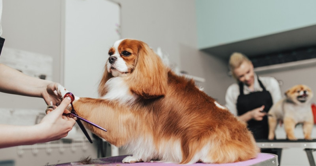 How Often Should Dogs Get Professional Grooming
