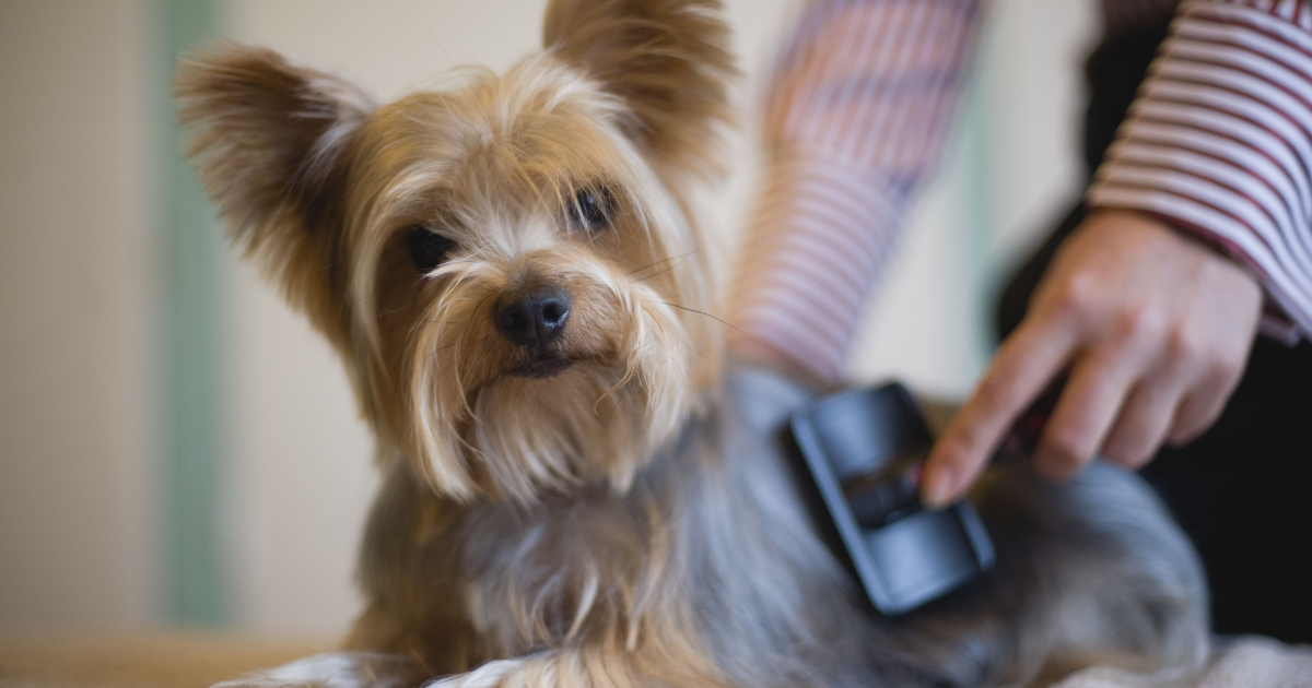 How To Choose A Grooming Style For Your Dog Breed