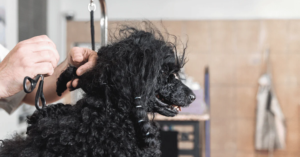 How To Remove Mats From Dog Fur Safely