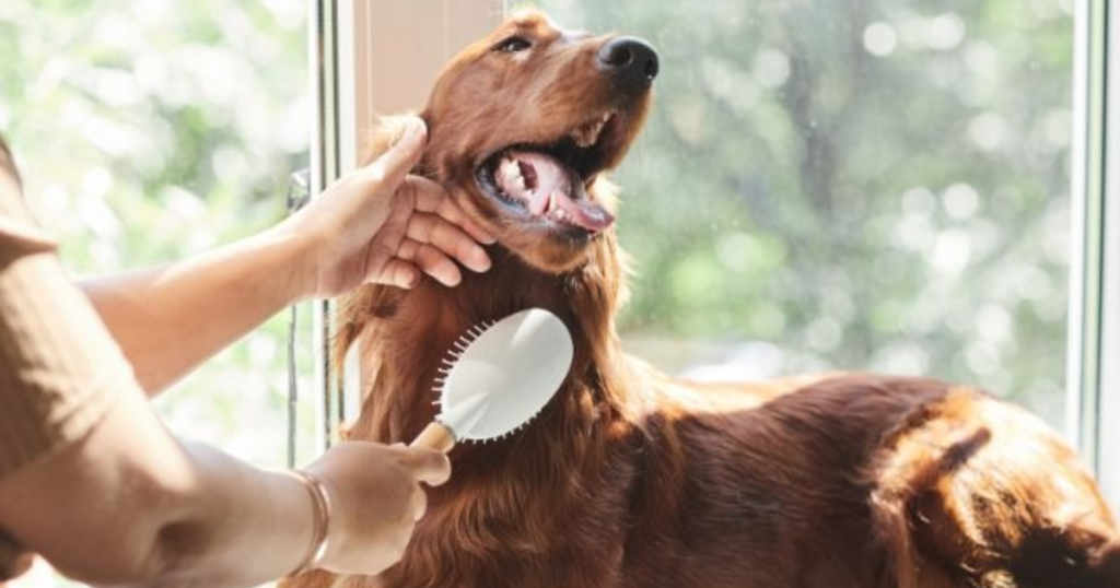 best grooming tips for sensitive dog skin