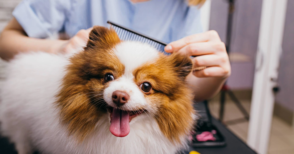 How Mobile Grooming For Dogs Works