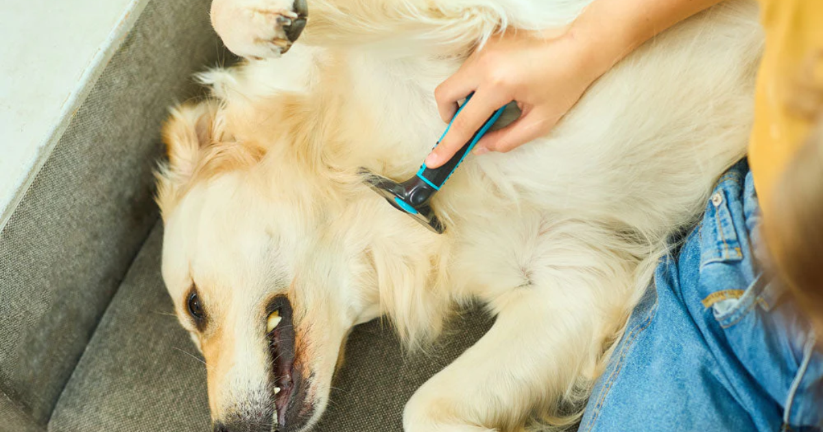 How To Choose The Right Grooming Style For Your Dog