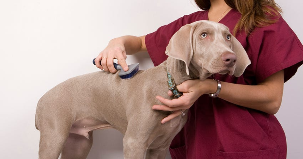 How To Prepare Your Dog For A Grooming Appointment