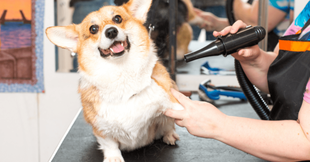 Is Mobile Grooming Safe For Large Dogs And Puppies